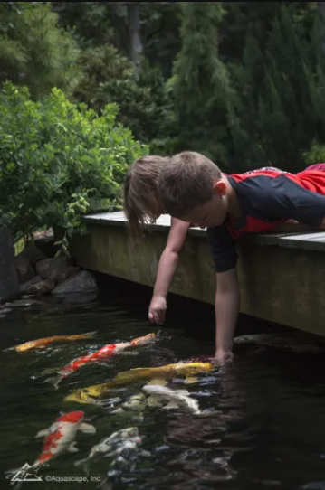 Pond Fish Feeding